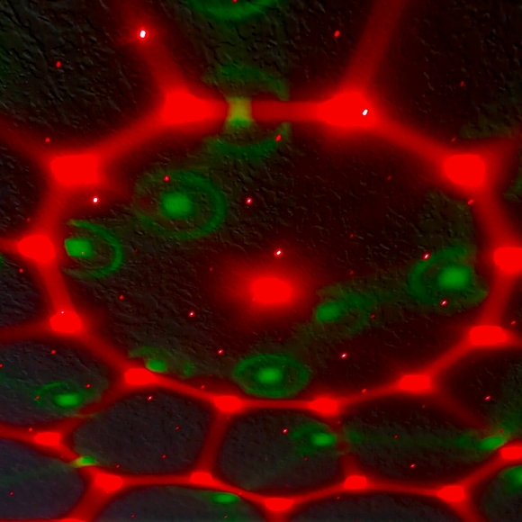 Meet your Posher - Picture 1 of 1